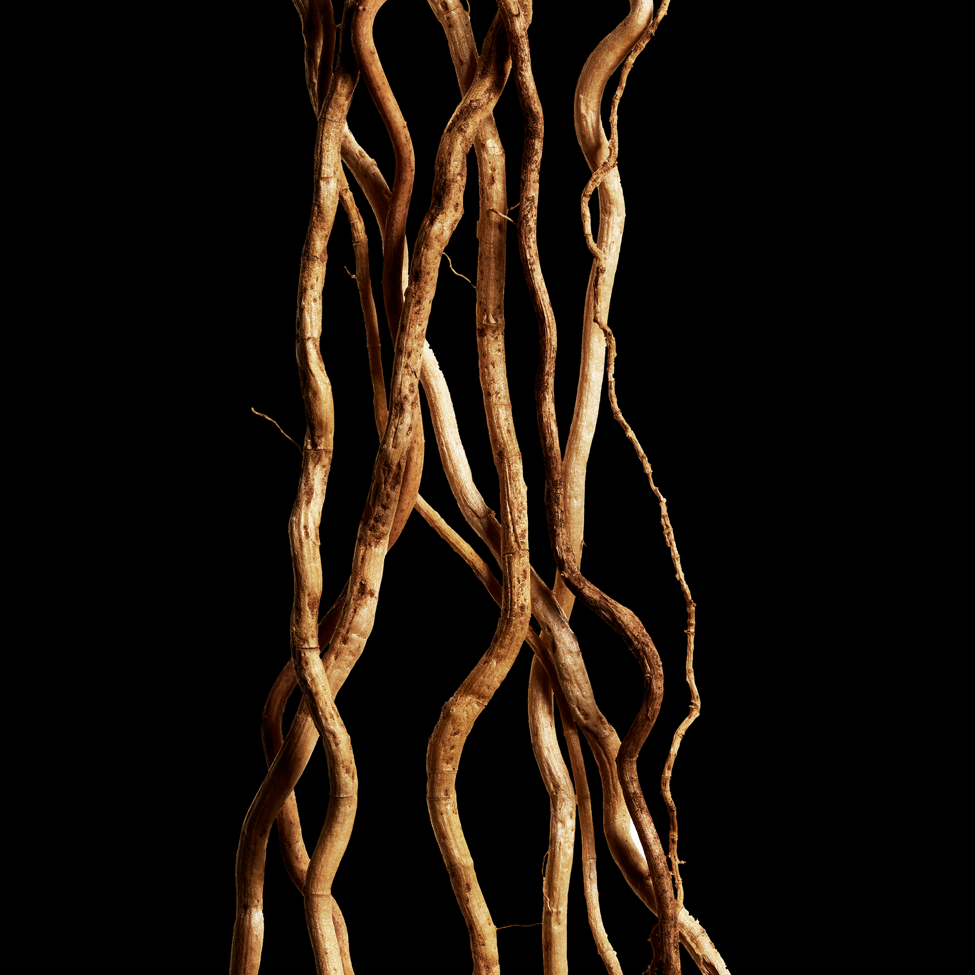 Davidoff Cool Water Reborn Woman Eau de Toilette (EdT)