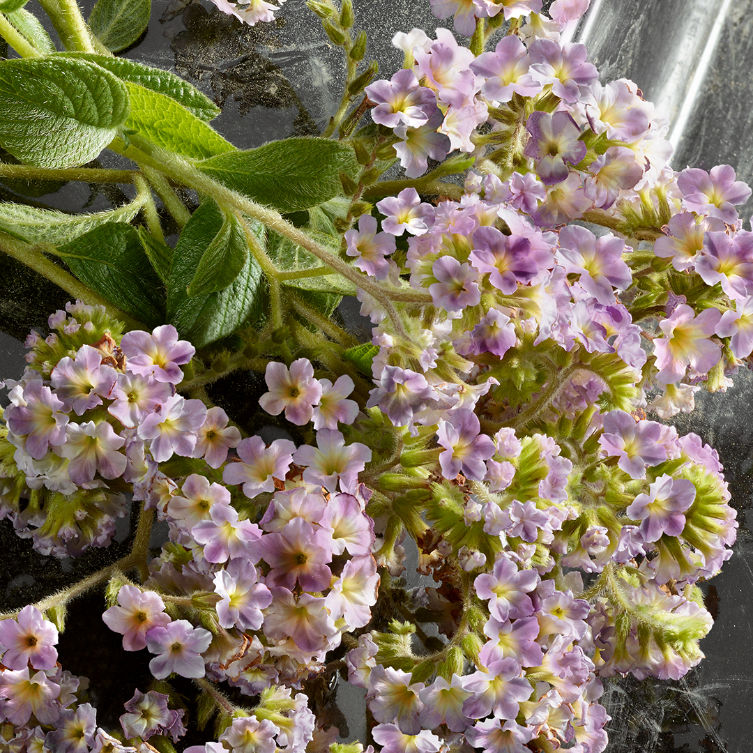 Dolce&Gabbana Q by Dolce&Gabbana Eau de Parfum (EdP) Intense Spray