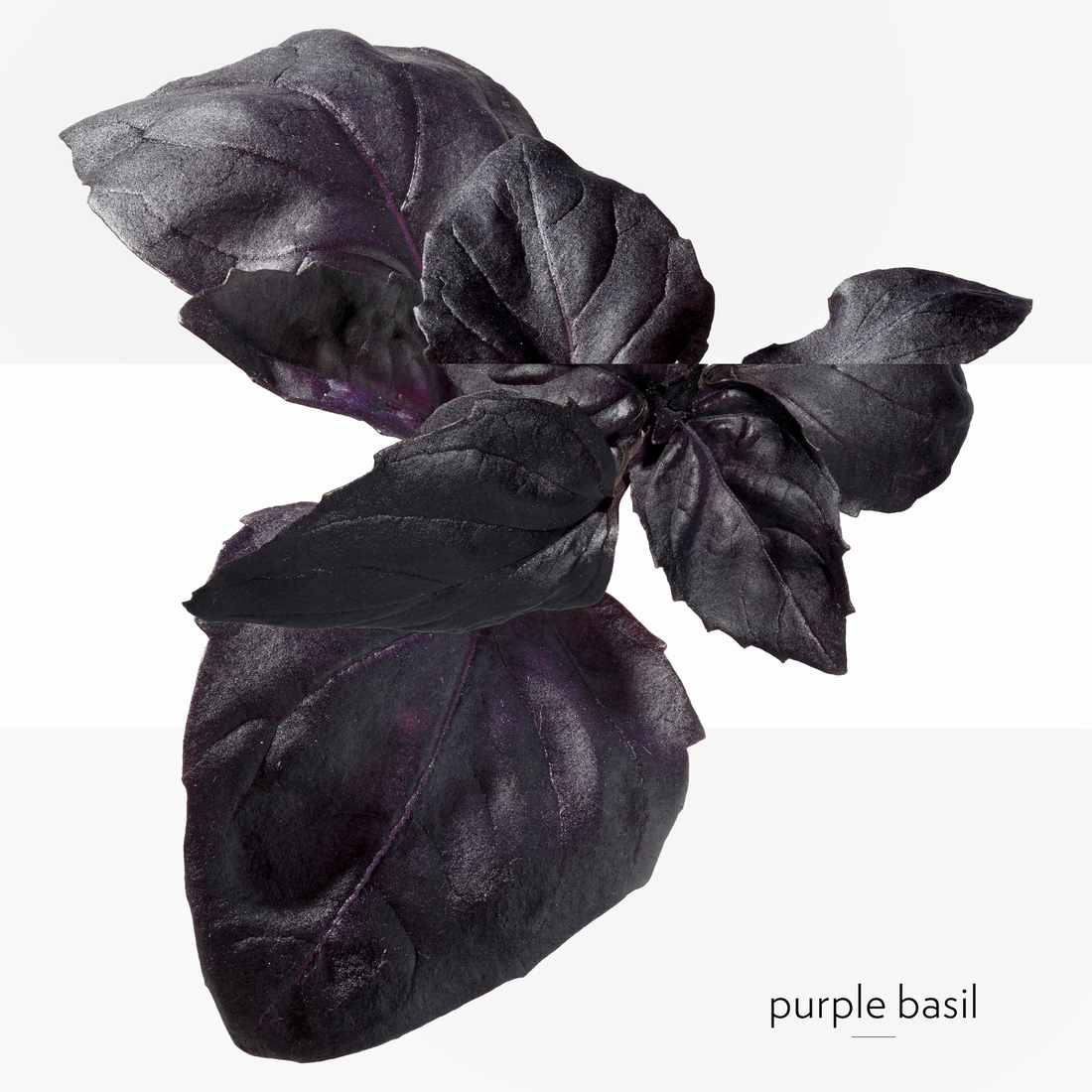 HERMÈS EAU DE BASILIC POURPRE EAU DE COLOGNE