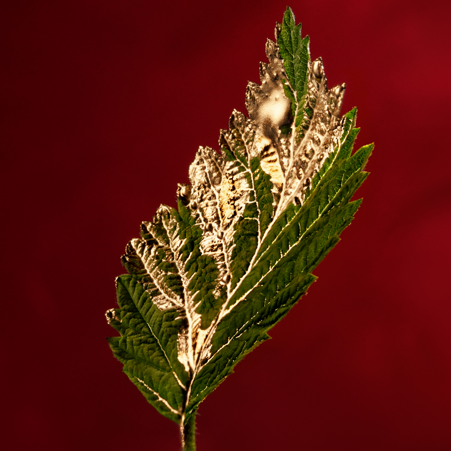 Boss Alive Absolu Eau de Parfum (EdP)