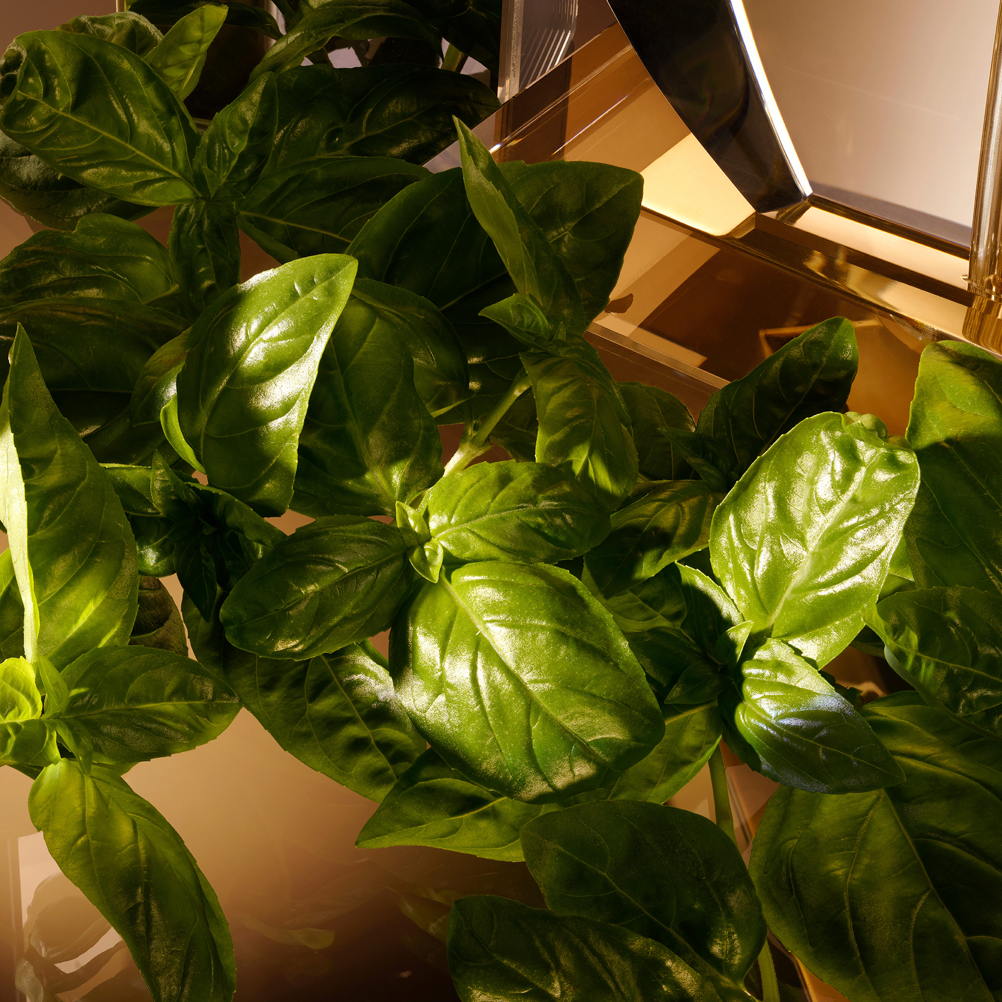 Dolce&Gabbana The One Men Eau de Toilette (EdT)