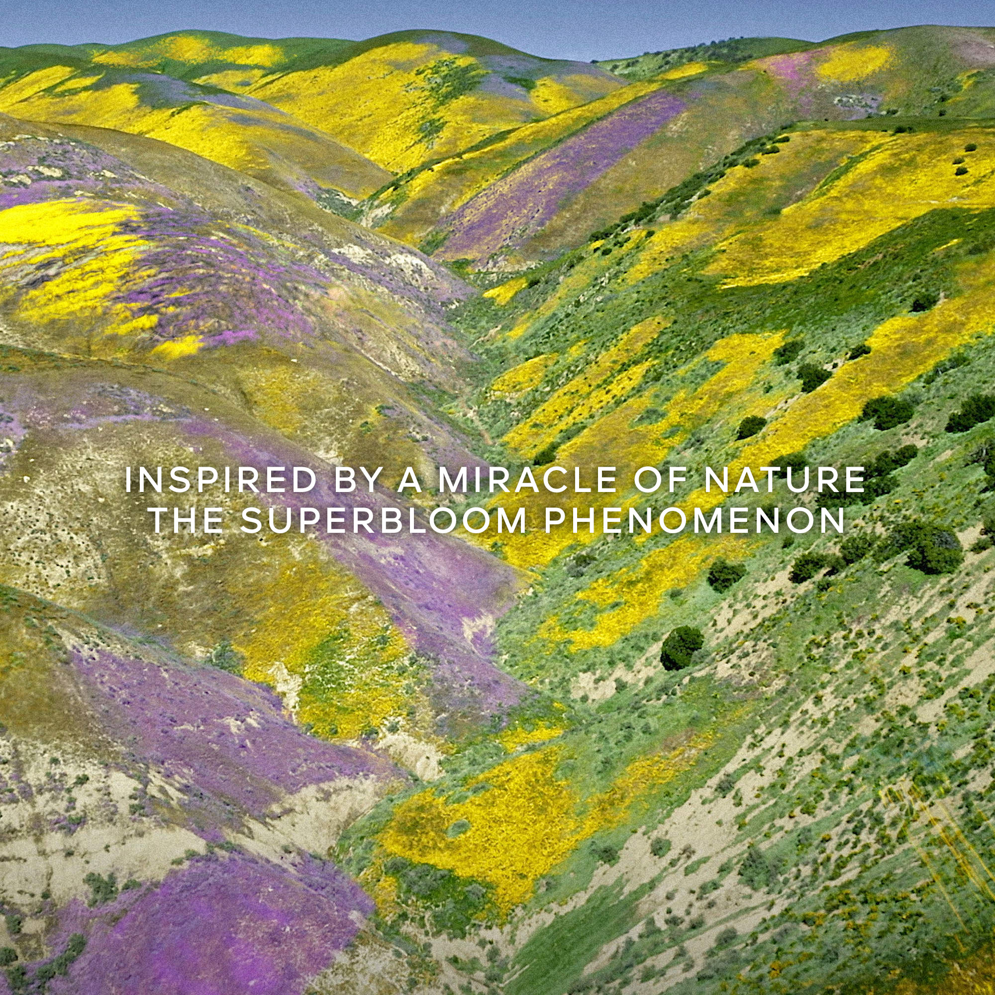 Guerlain Aqua Allegoria Forte Florabloom Eau de Parfum (EdP)