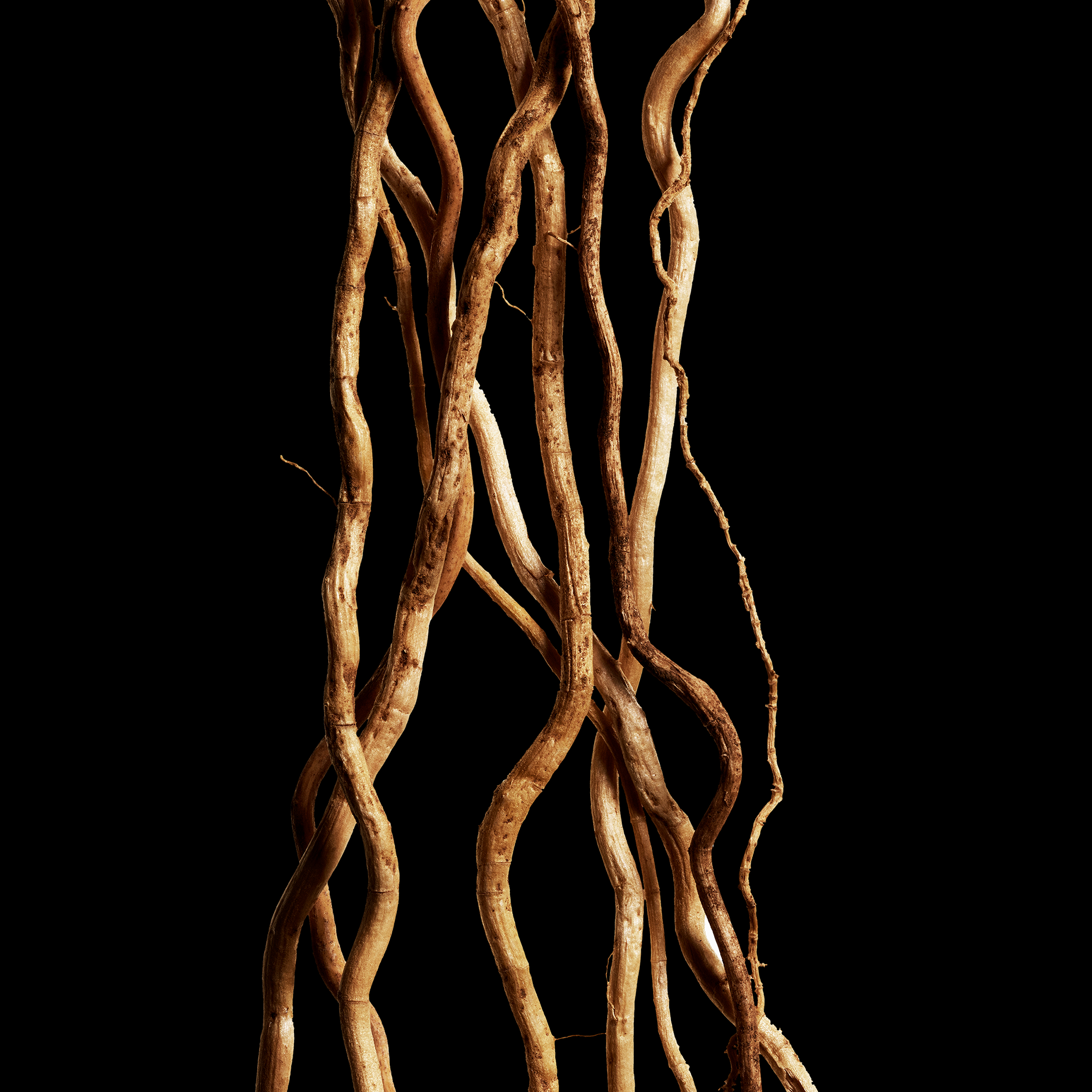 Davidoff Cool Water Reborn Woman Eau de Toilette (EdT)