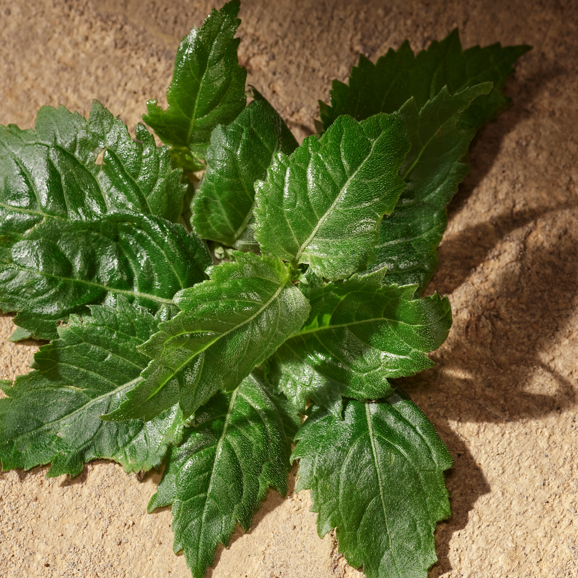 Dolce&Gabbana Devotion for Men Eau de Parfum (EdP)