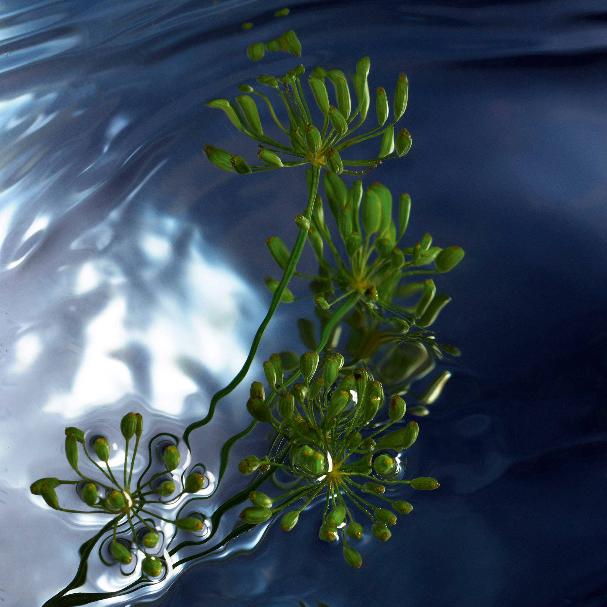 Davidoff Cool Water Reborn Man Eau de Toilette (EdT)