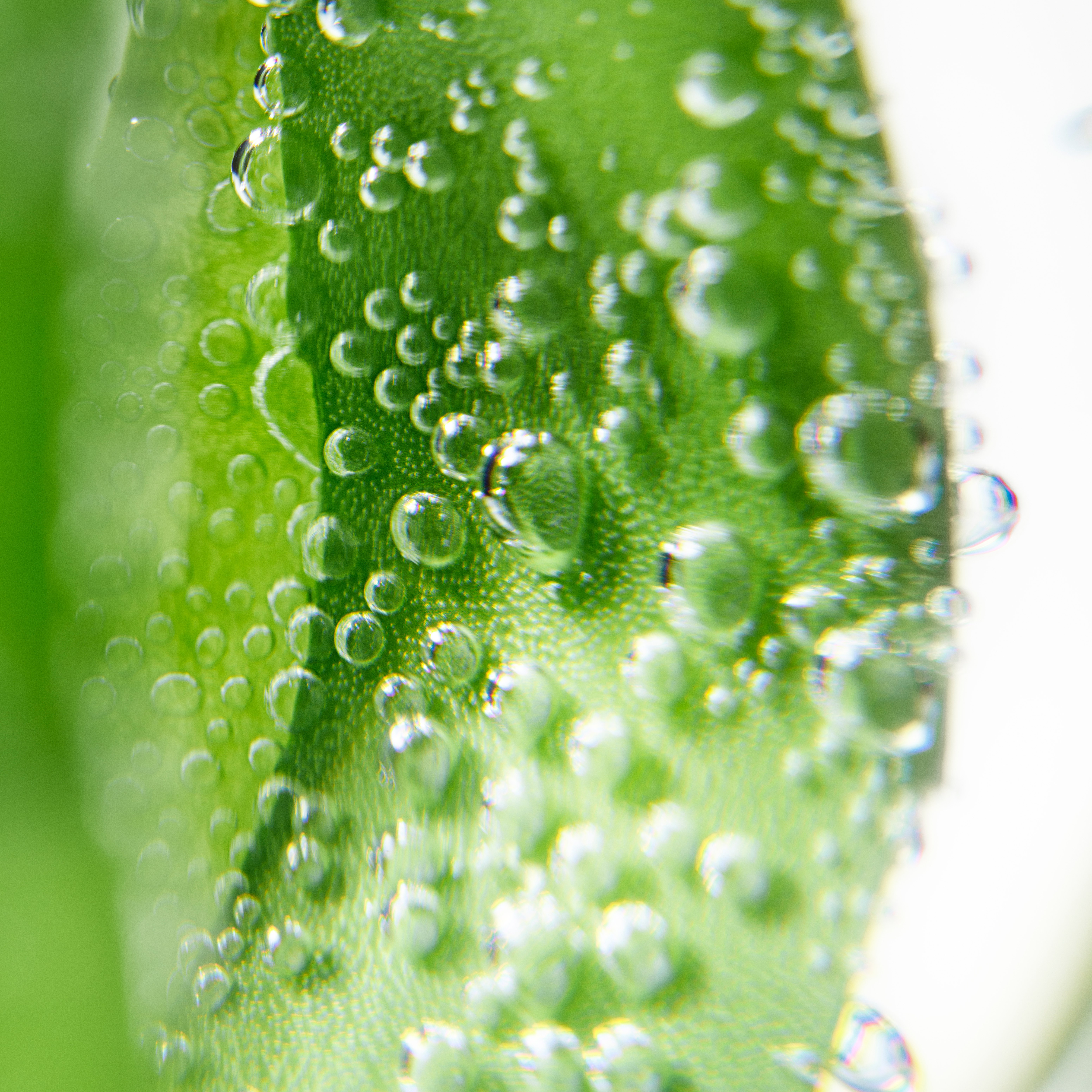 Sisley Émulsion Écologique Form Avancée