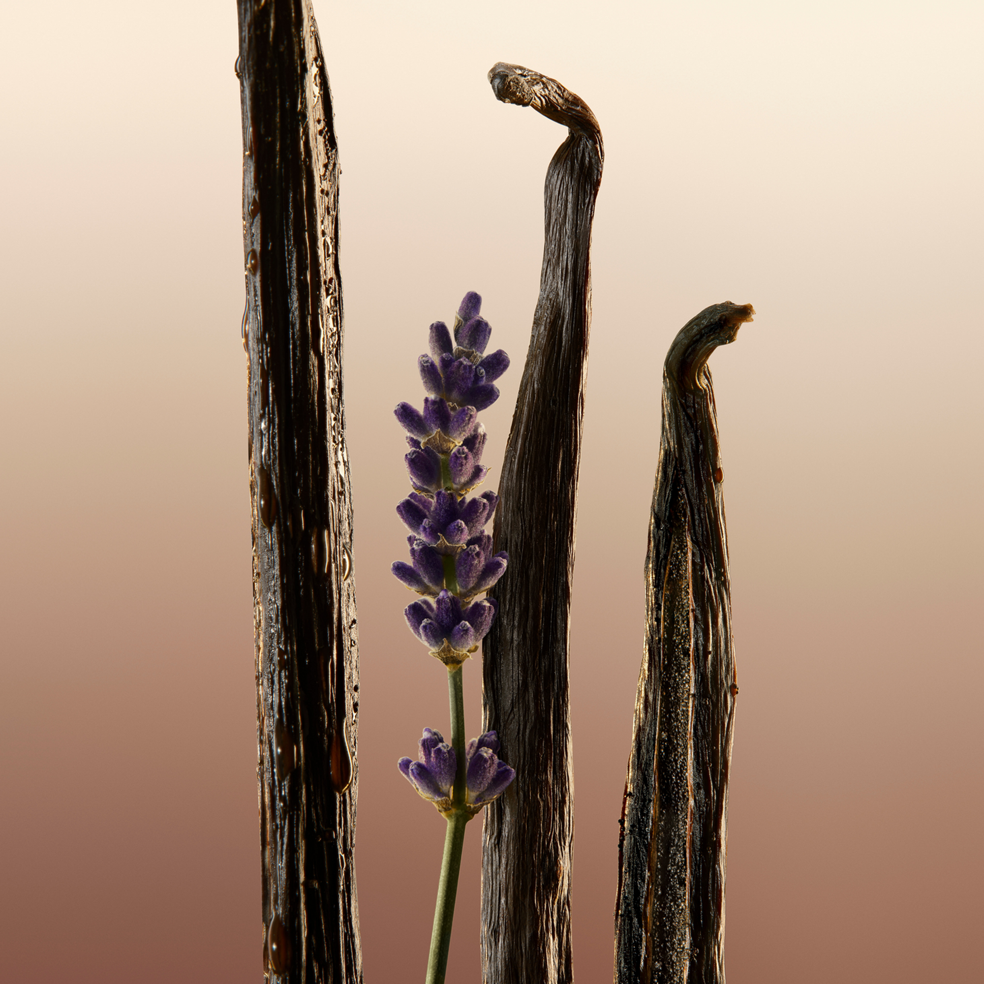 Burberry Goddess Body Lotion