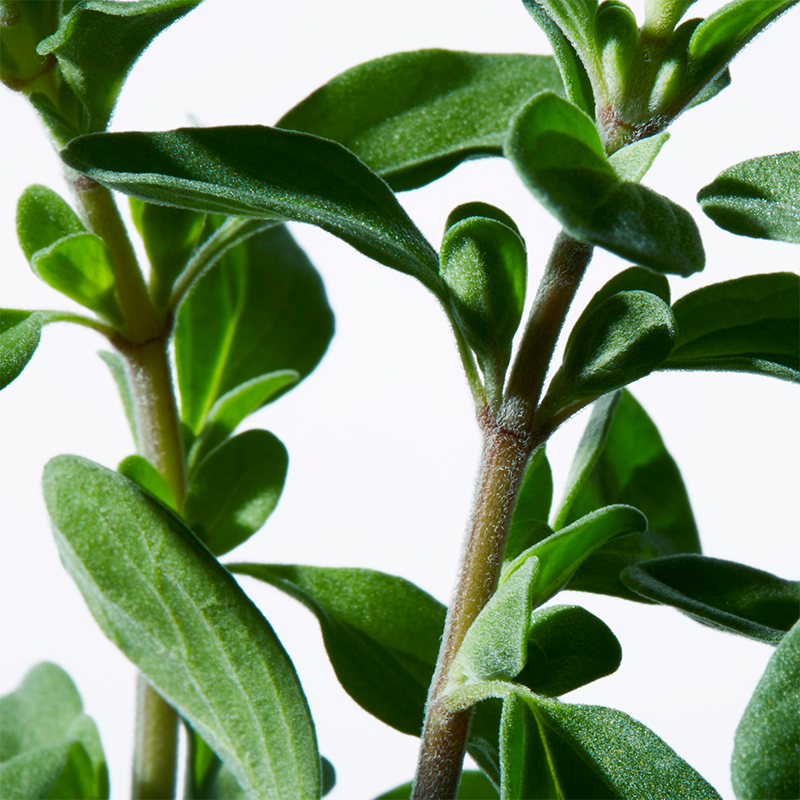 Shiseido Ultimune Power Infusing Eye Concentrate