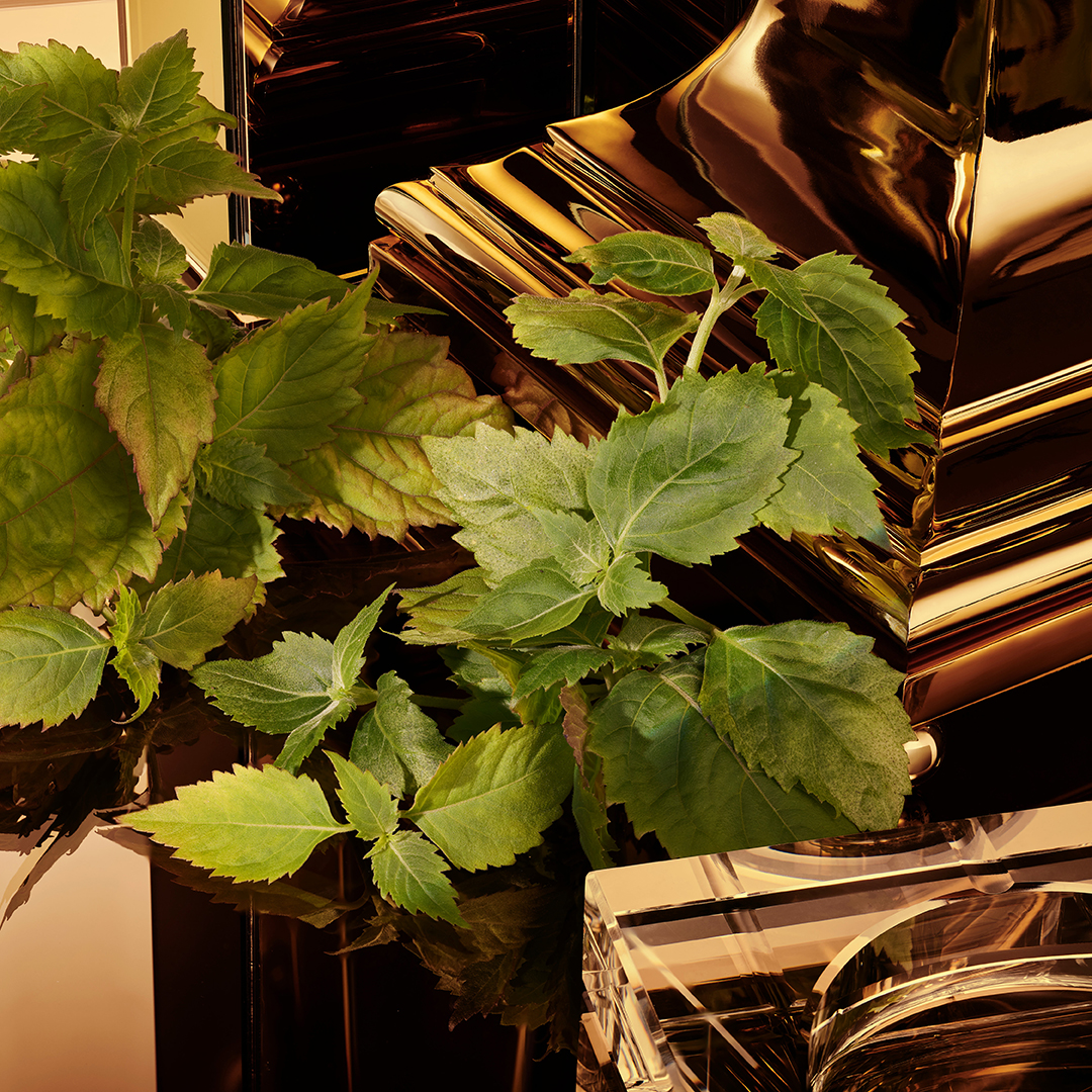 Dolce&Gabbana The One Gold Pour Homme Eau de Parfum (EdP) Intense Spray