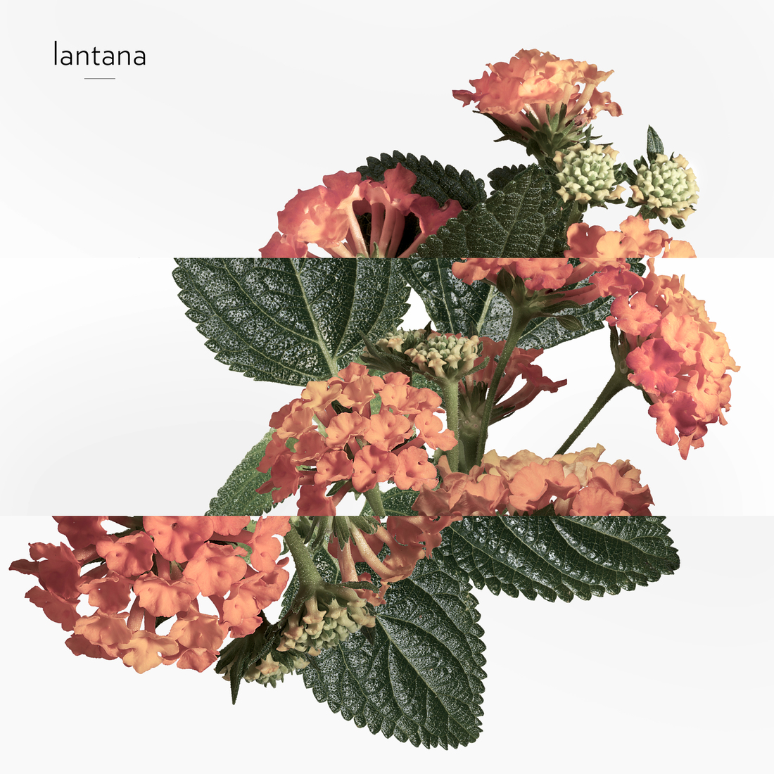 HERMÈS EAU DE RHUBARBE ÉCARLATE EAU DE COLOGNE