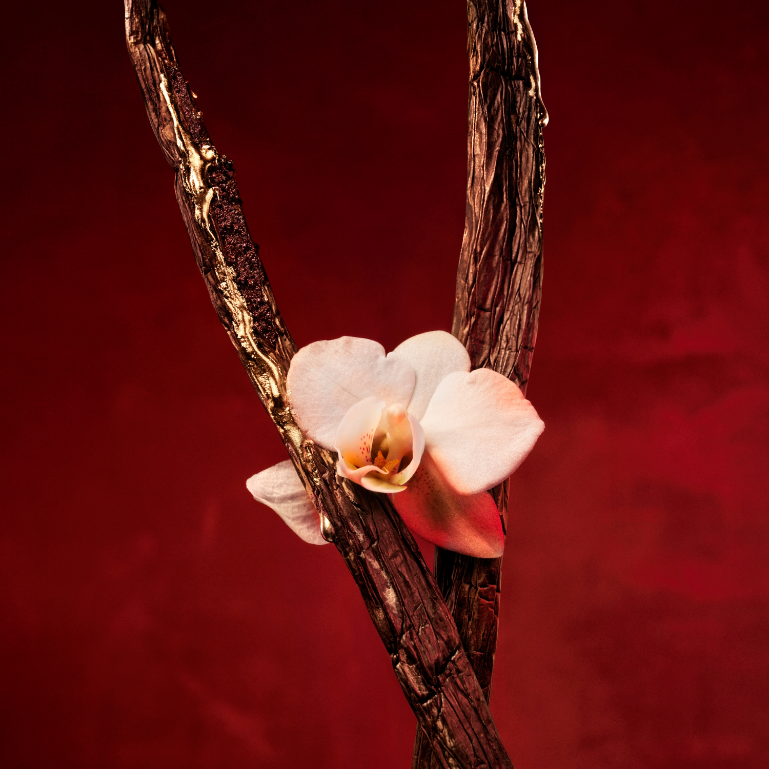 Boss Alive Absolu Eau de Parfum (EdP)